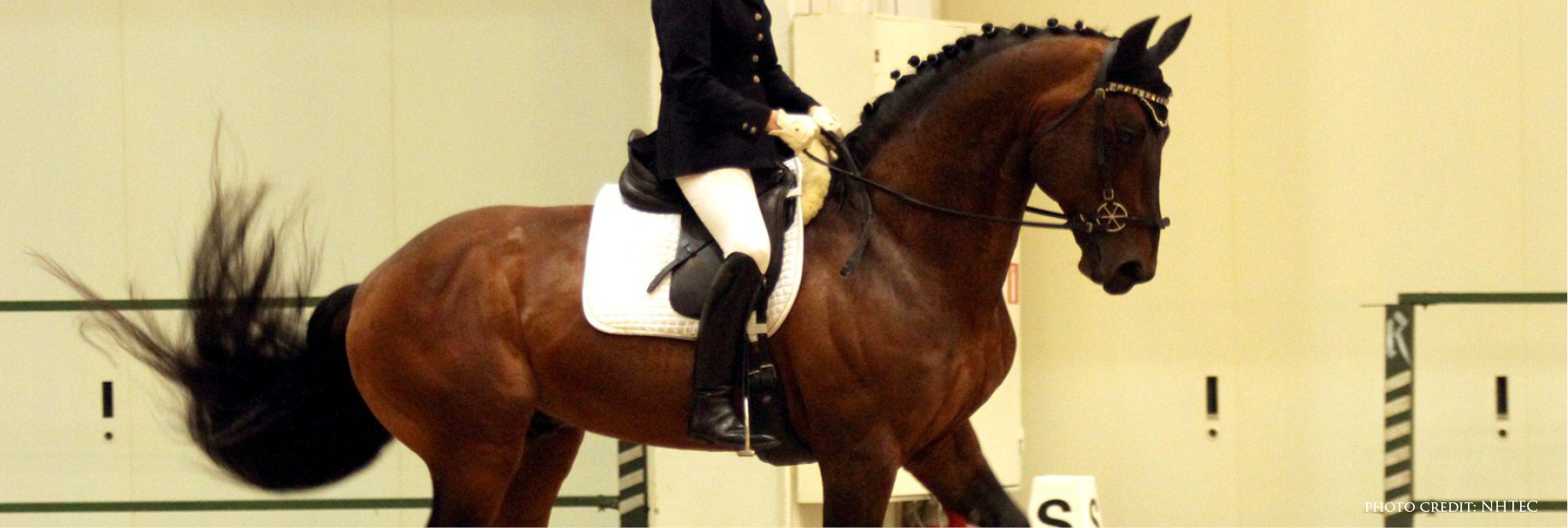 Image result for Equestrian bridles