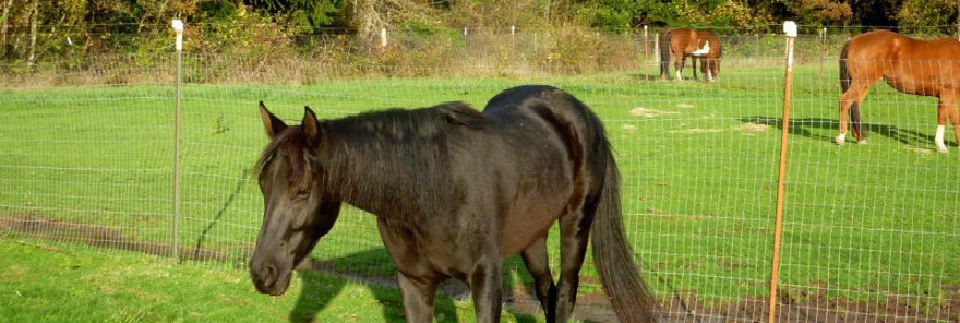 rescue horses for sale