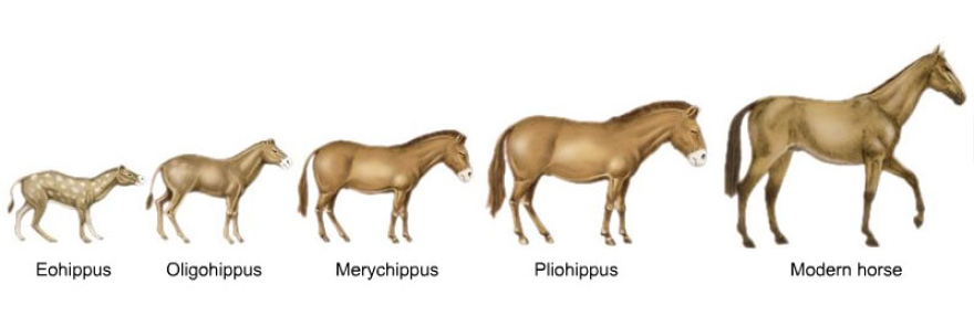 Blog FI 08.27.14 A History Of Horse Breeds02, Stay Curioussis