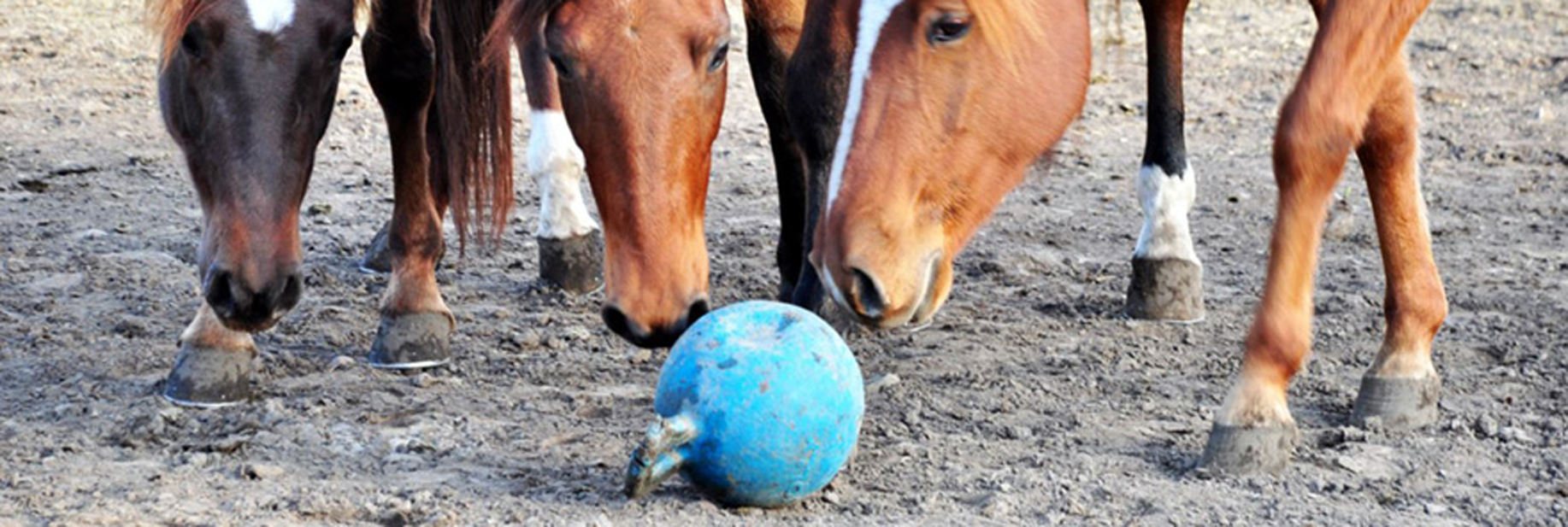 5 Horse Toys For Your Bored