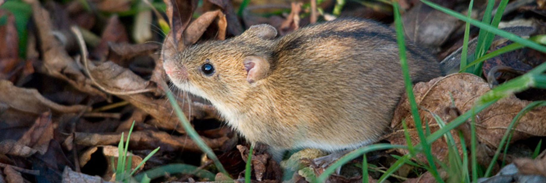 Мыши живущие в лесу. Apodemus agrarius. Мышь Apodemus agrarius. Полевая мышь (мышь-полёвка). Мышь Лесная полевка.