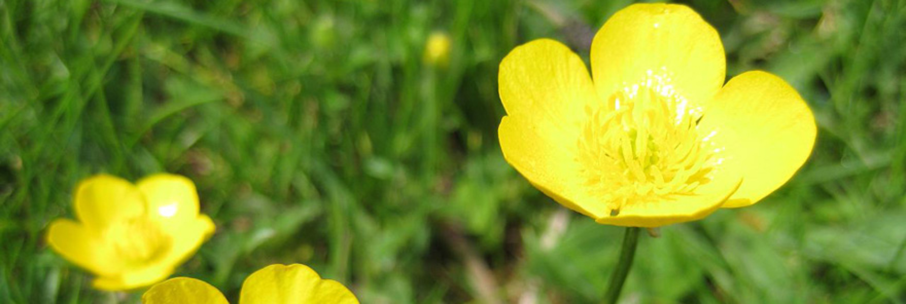 buttercup plant poisonous to dogs